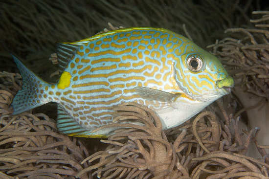  Siganus lineatus (Golden-lined Spinefoot Rabbitfish)